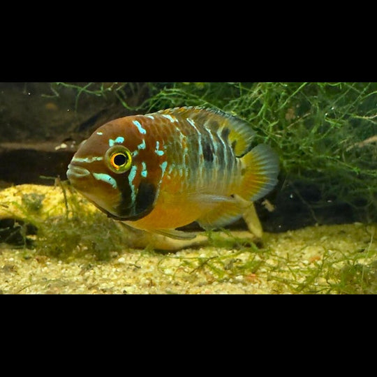 Cichlidé nain bimaculata (Ivanacara bimaculata) – Sur commande
