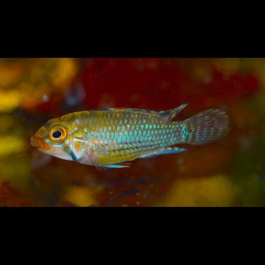 Cichlidé nain de Norbert sauvage (Apistogramma norberti) – Sur commande