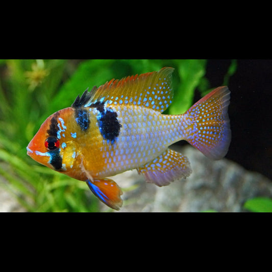 Ramirezi (Mikrogeophagus ramirezi) – Sur commande