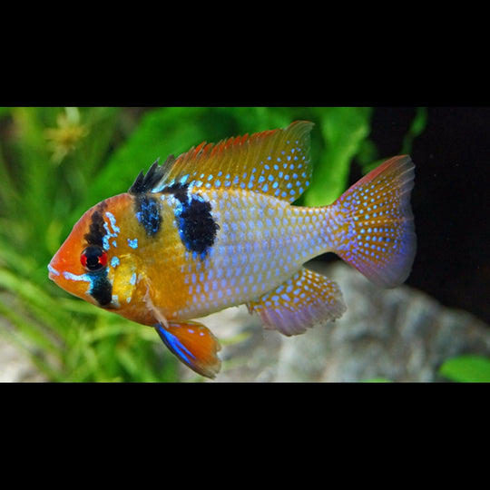 Ramirezi (Mikrogeophagus ramirezi) – Sur commande
