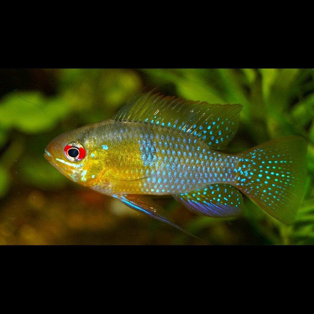 Ramirezi sauvage (Mikrogeophagus ramirezi) – Sur commande