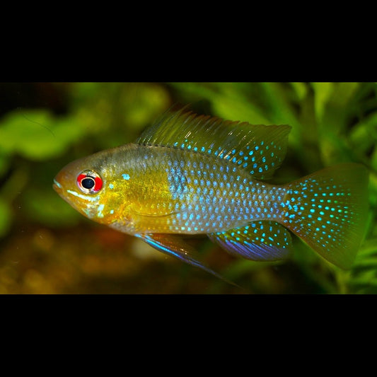 Ramirezi sauvage (Mikrogeophagus ramirezi) – Sur commande