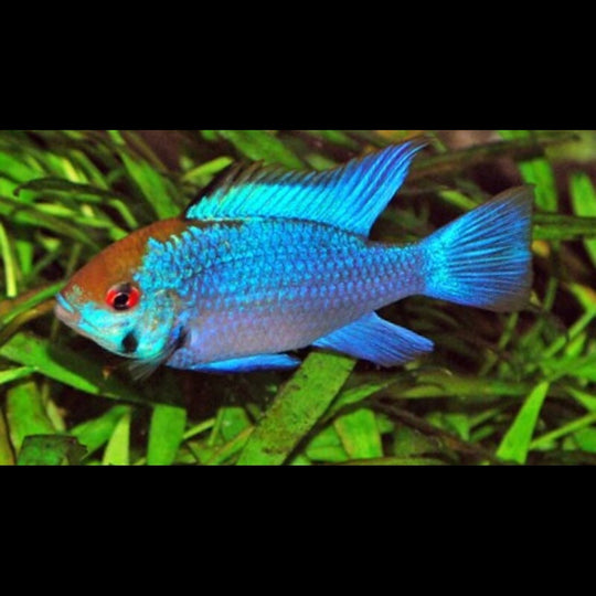 Ramirezi bleu électrique (Mikrogeophagus ramirezi « Electric Blue ») – Sur commande