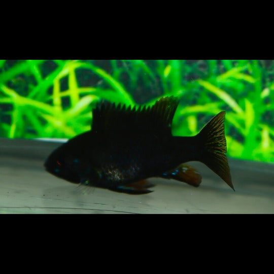 Ramirezi noir (Mikrogeophagus ramirezi « black ») – Sur commande