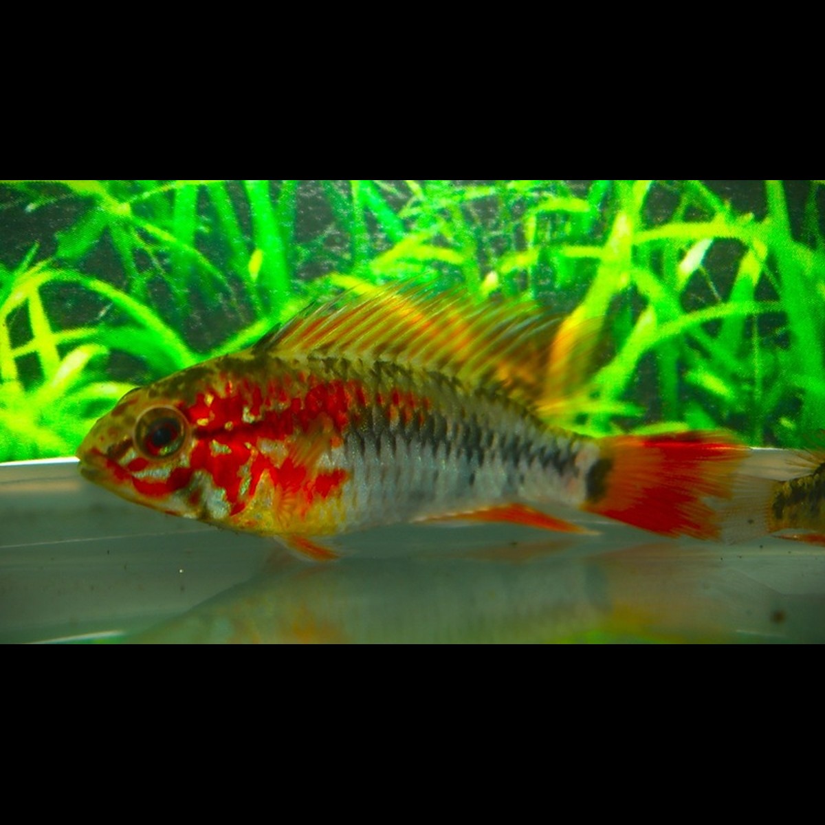 Cichlidé nain viejita mâle (Apistogramma viejita) – Sur commande
