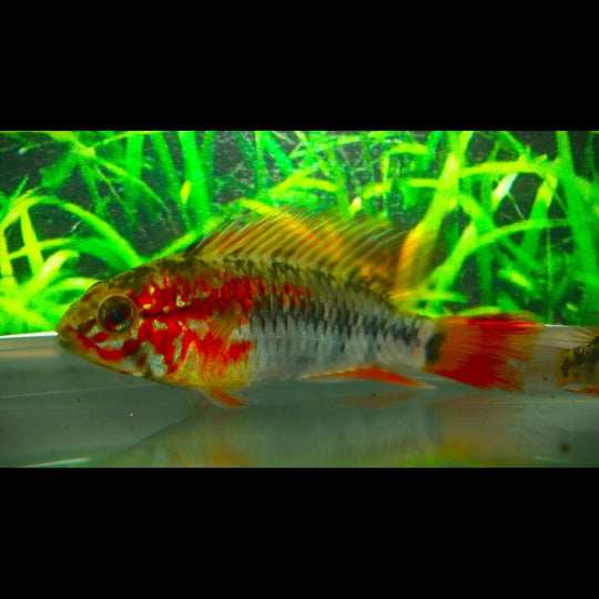 Cichlidé nain viejita mâle (Apistogramma viejita) – Sur commande