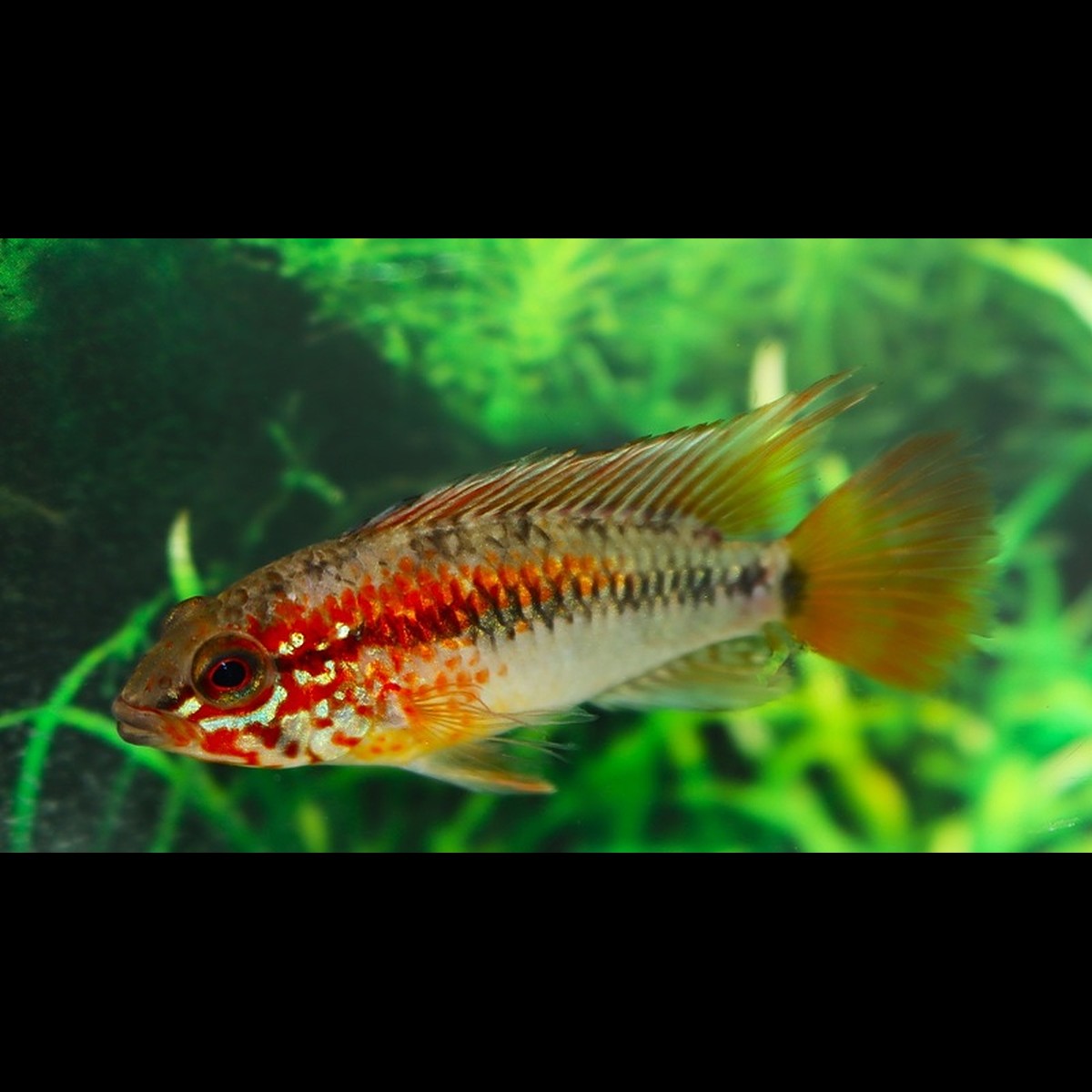 Cichlidé nain de MacMaster Red Mask (Apistogramma macmasteri « Red Mask ») – Sur commande