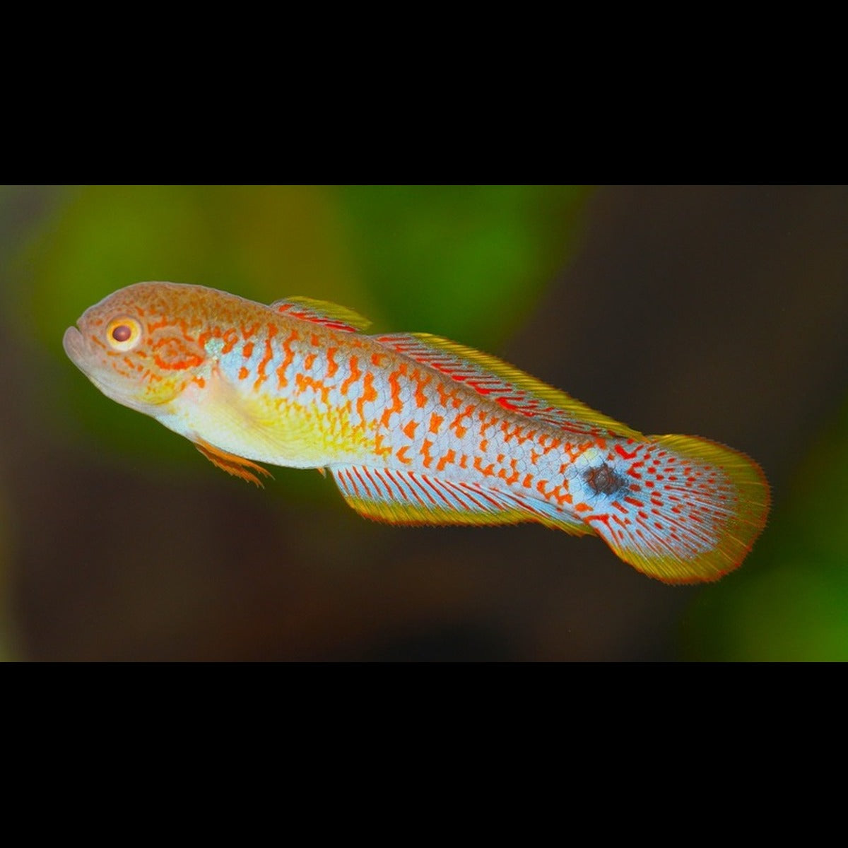 Gobie paon Tateurndina ocellicauda