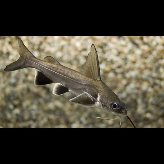 Poisson-chat DE MER sauvage (Ariopsis seemanni) – Sur commande