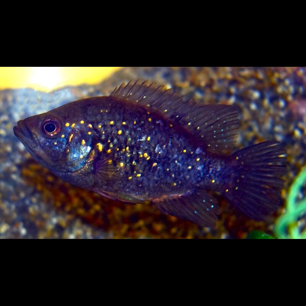 Cichlidé de Madagascar (Paratilapia polleni) – Sur commande