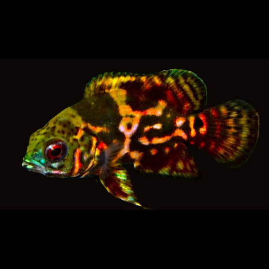 Oscar tigre rouge (Astronotus ocellatus « Red Tiger ») – Sur commande