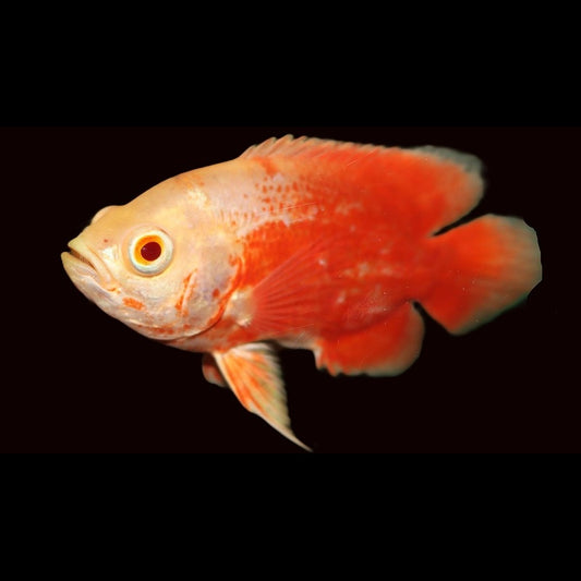 Oscar super rouge (Astronotus ocellatus « Red Chili ») – Sur commande