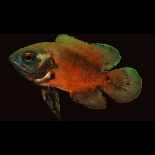 Oscar rouge (Astronotus ocellatus « red ») – Sur commande