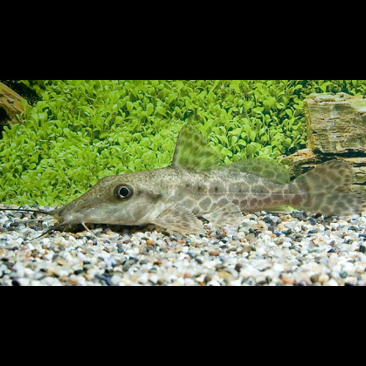 Bagre ocellé sauvage (Auchenoglanis occidentalis)