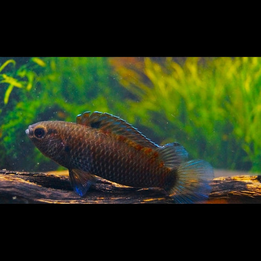 Perche Andrewraoi sauvage (Badis andrewraoi) – Sur commande