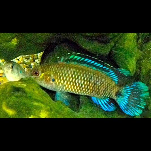 Perche Bleue sauvage (Badis badis) – Sur commande – par 10