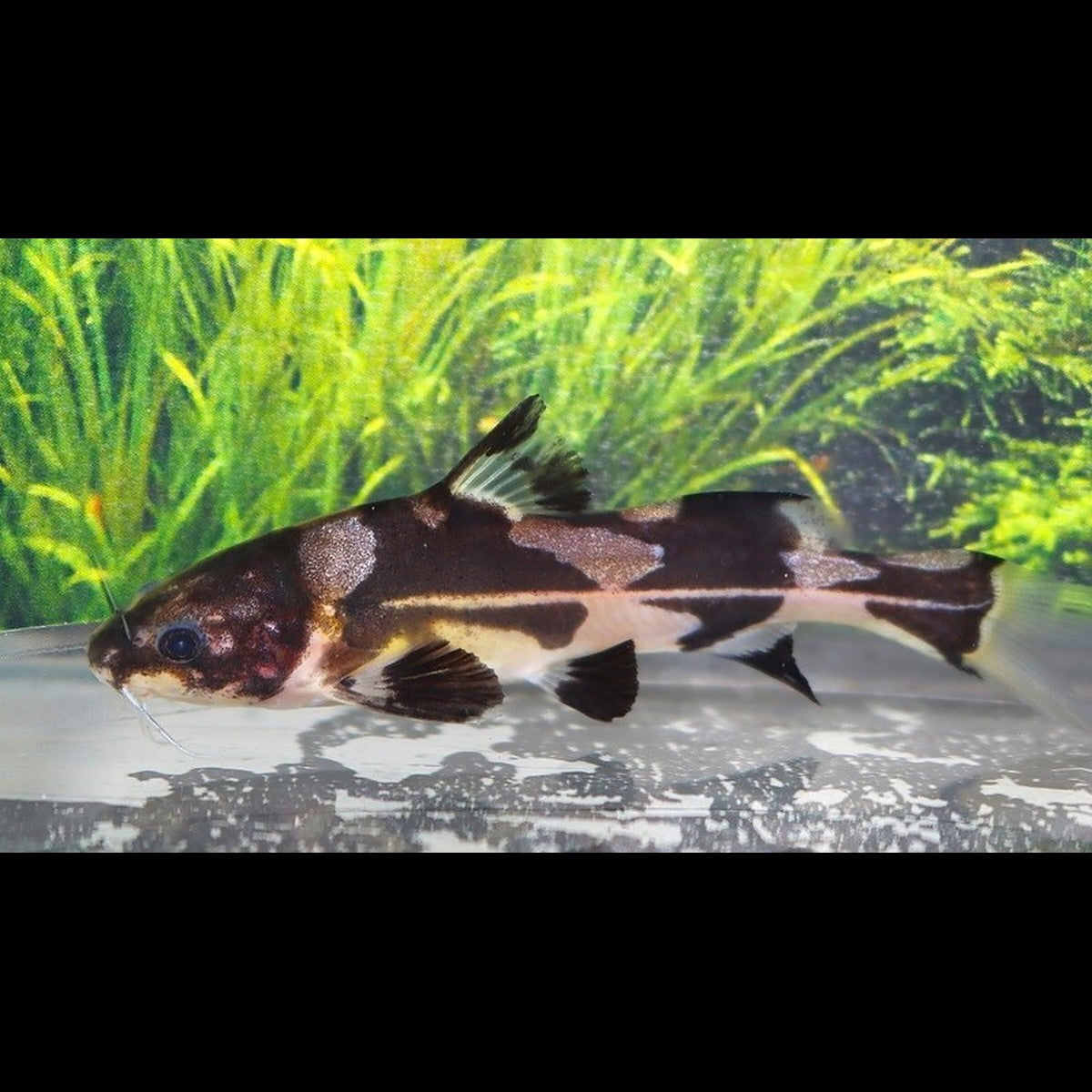 Bagridés Melapterus (Bagroides melapterus) – Sur commande