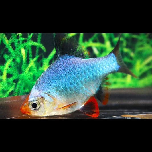 Barbus de Sumatra cobalt (Puntigrus tetrazona « cobalt ») – Sur commande