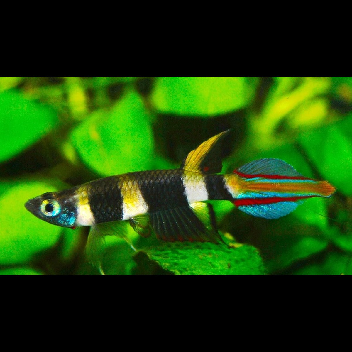 Killi clown (Epiplatys annulatus)