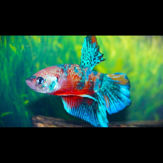 Combattant Plakat Multicolor (mâle) (Betta plakat multicolor) – Sur commande