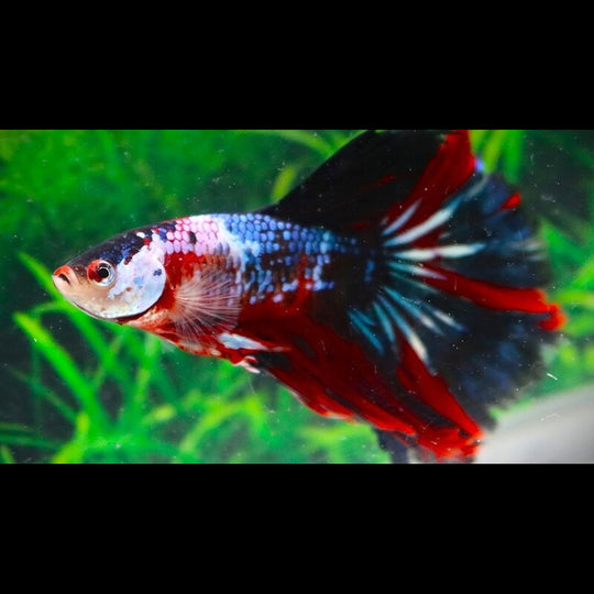 Combattant HALF MOON Galaxy (mâle) (Betta sp. half moon galaxy) – Sur commande