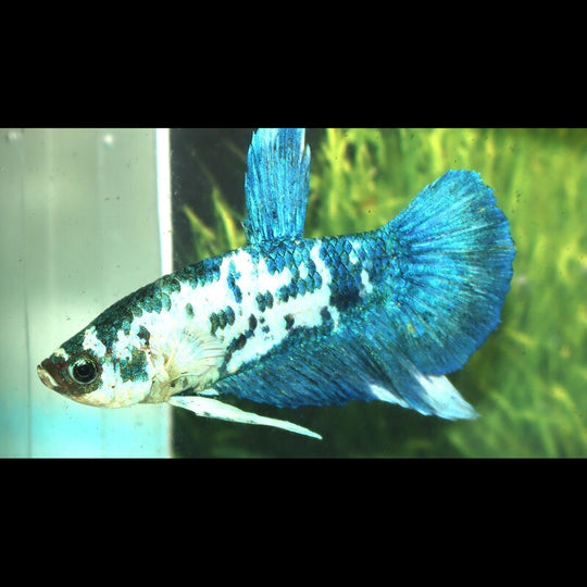 Combattant Plakat Marble BLUE (mâle) (Betta sp. plakat marble blue) – Sur commande