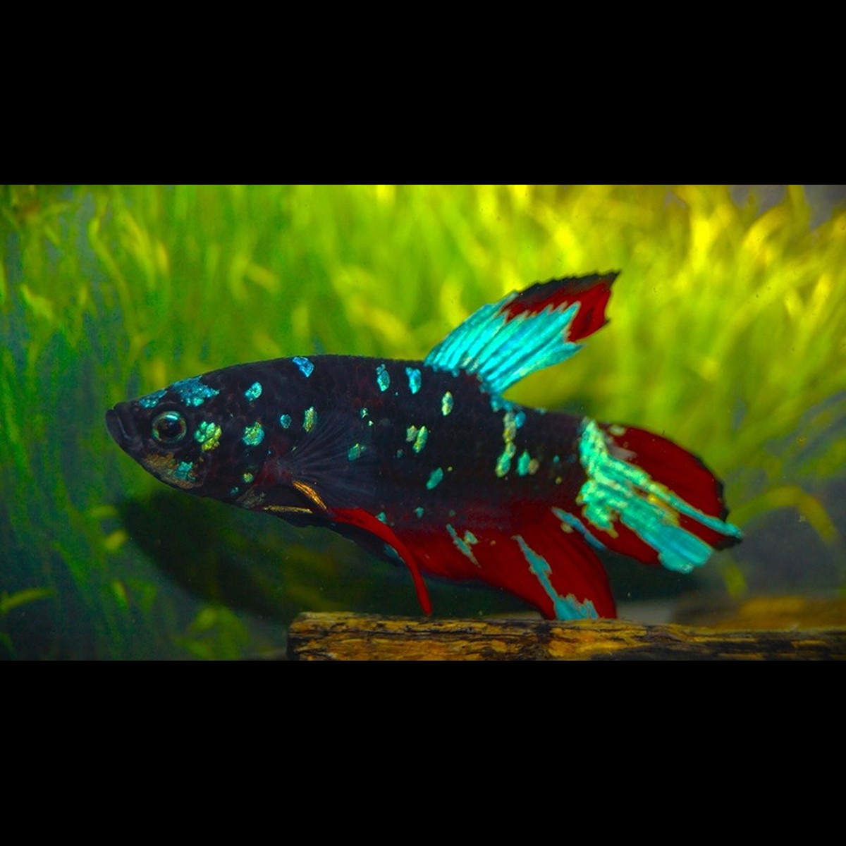 Combattant Plakat Black STAR (mâle) (Betta sp. plakat black star) – Sur commande