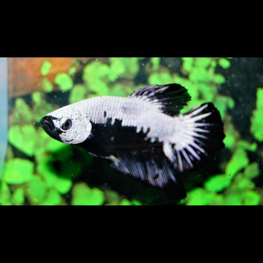 Combattant Plakat Black Samurai (mâle) (Betta sp. plakat black samurai) – Sur commande