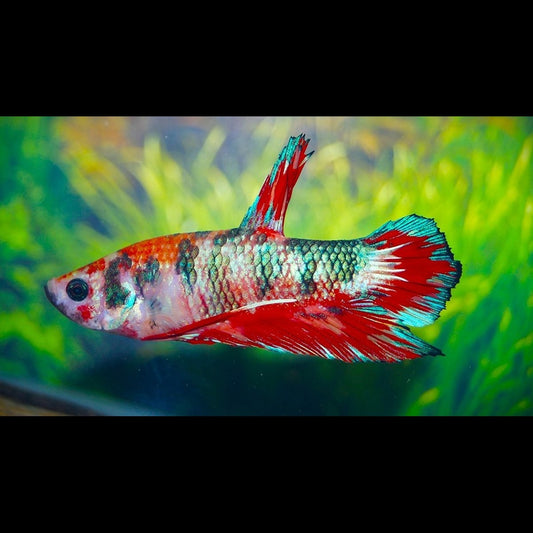 Combattant Plakat Fancy (mâle) (Betta sp. plakat fancy) – Sur commande