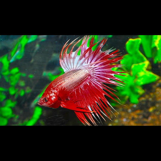 Combattant Crowntail Dragon (mâle) (Betta sp. crowntail dragon) – Sur commande