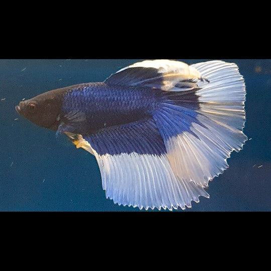 Combattant HALF MOON Butterfly (mâle) (Betta sp. half moon butterfly) – Sur commande