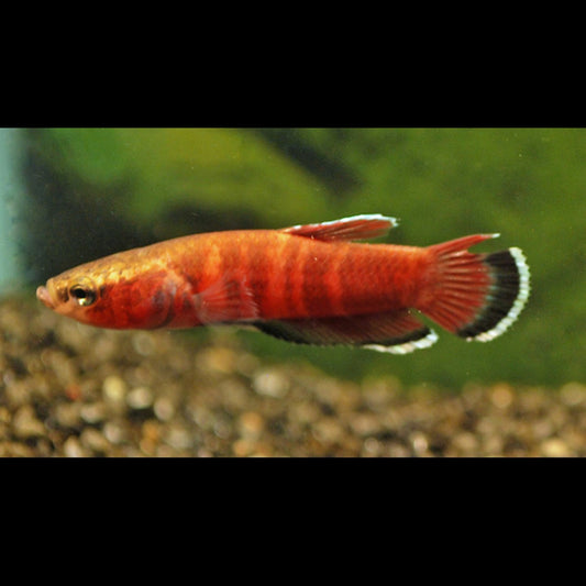 Betta channoides sauvage (Betta channoides) – Sur commande