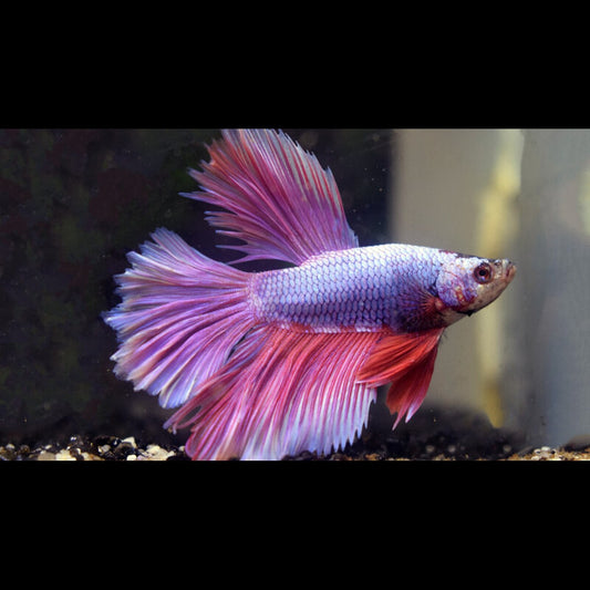 Combattant HALF MOON Lavande (mâle) (Betta sp. halfmoon lavender) – Sur commande