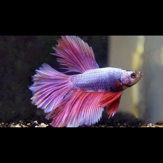 Combattant HALF MOON Lavande (mâle) (Betta sp. halfmoon lavender) – Sur commande