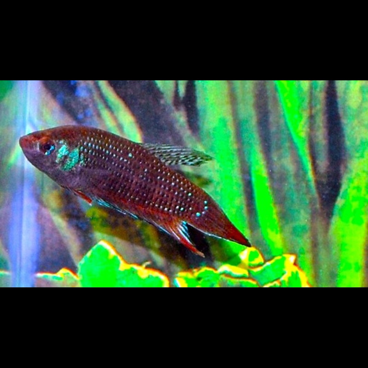 Betta imbellis sauvage (Betta imbellis)