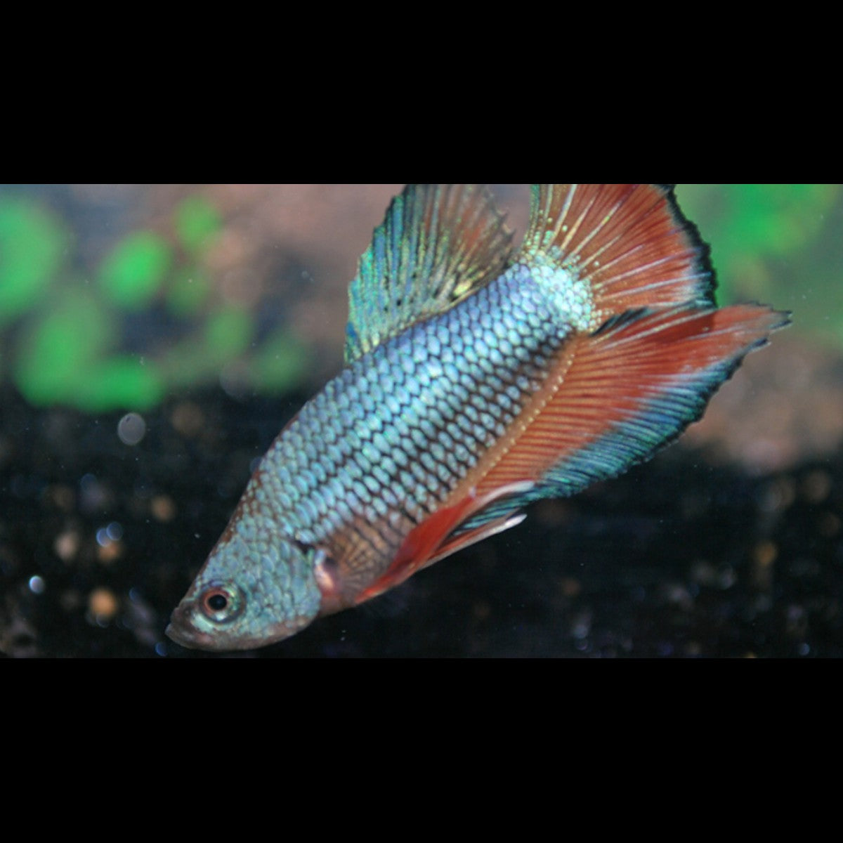 Combattant Plakat (mâle) (Betta sp. plakat) – Sur commande