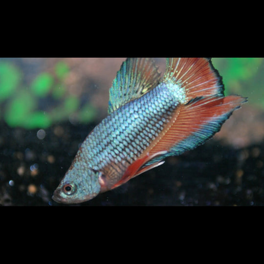 Combattant Plakat (mâle) (Betta sp. plakat) – Sur commande