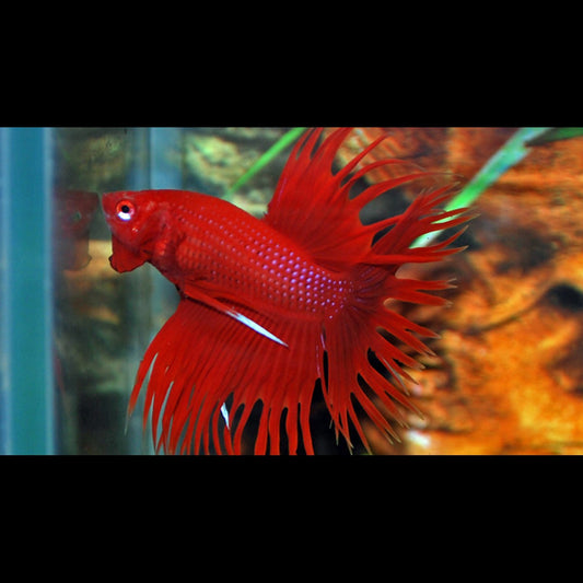 Combattant Crowntail (mâle) (Betta sp. crowntail) – Sur commande