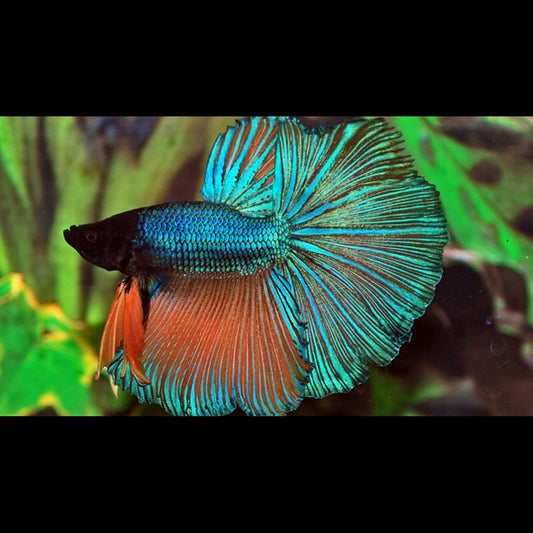Combattant HALF MOON (mâle) (Betta sp. halfmoon) – Sur commande