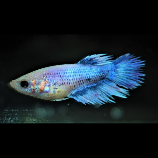 Combattant Crowntail (femelle) (Betta sp. crowntail) – Sur commande – par 10
