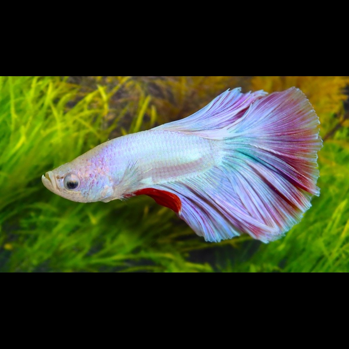 Combattant HALF MOON Pastel (mâle) (Betta sp. halfmoon pastel) – Sur commande