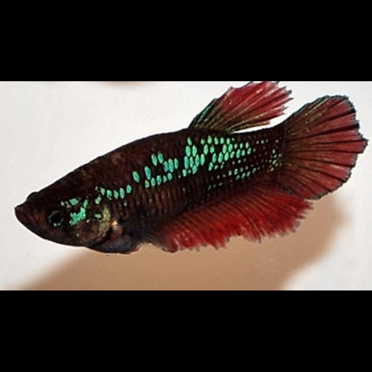Combattant HALF MOON (femelle) (Betta sp. halfmoon) – Sur commande