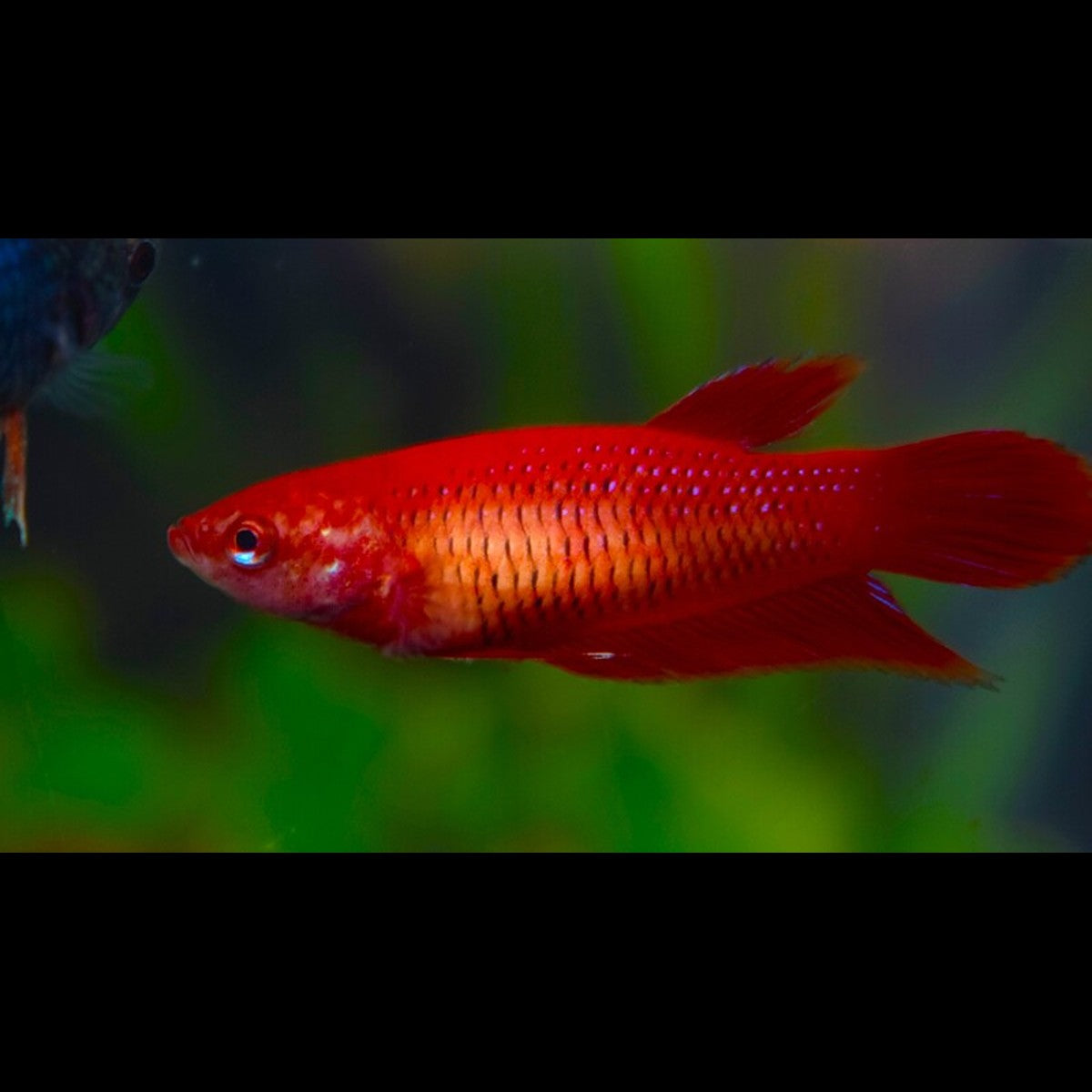 Combattant (femelle) (Betta splendens) – Sur commande – par 10