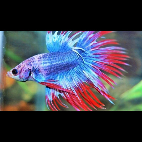 Combattant Crowntail THAI FLAG (mâle) (Betta sp. crowntail thai flag) – Sur commande