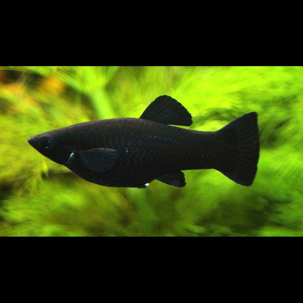 Molly NOIR (Poecilia sphenops black) – Sur commande – par 10