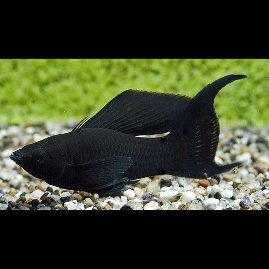 Black Molly Voile (Poecilia sphenops black longfin) – Sur commande – par 10