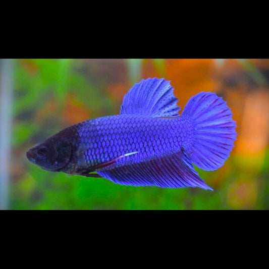 Combattant KING (mâle) (Betta sp. king) – Sur commande