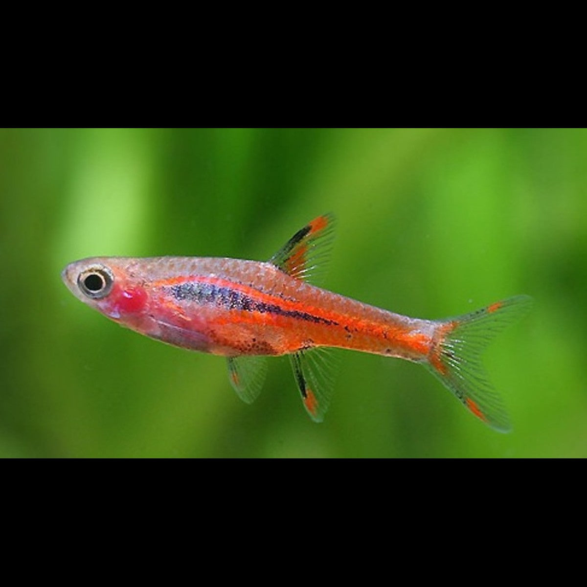 Rasbora moustique sauvage (Boraras brigittae) – Sur commande – par 10