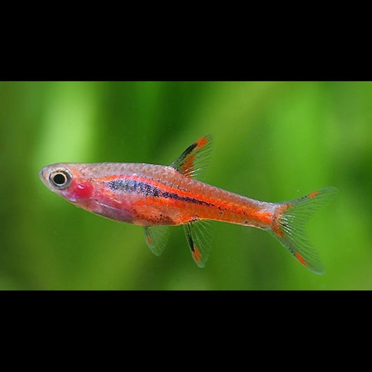 Rasbora moustique sauvage (Boraras brigittae) – Sur commande – par 10