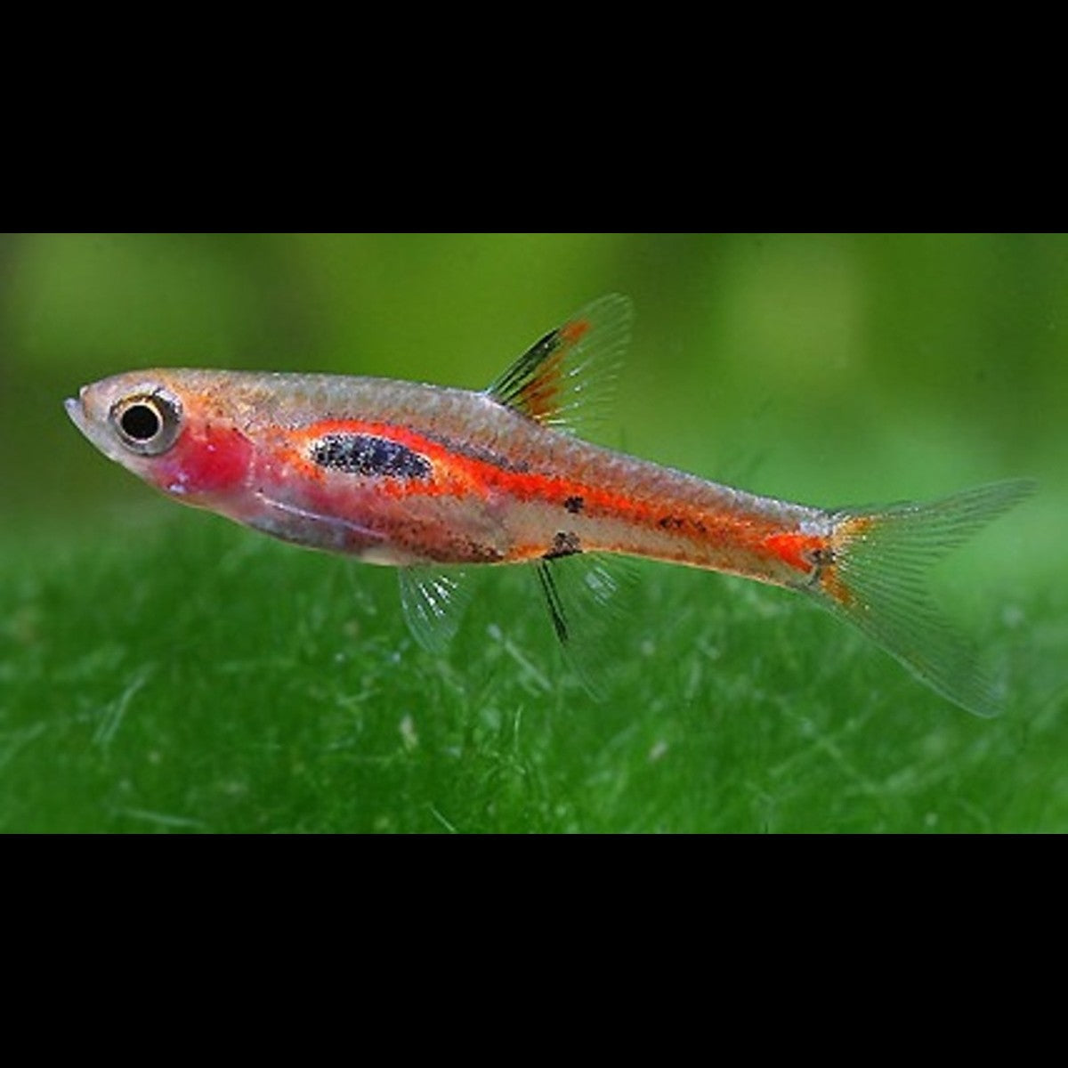 Rasbora merah sauvage (Boraras merah) – Sur commande – par 10